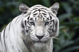 Female While Tiger2377212494 300x200 - Female While Tiger - While, Tiger, Female, Cheetah